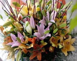 Lily Asiatic Mix - Bulk Landscaping